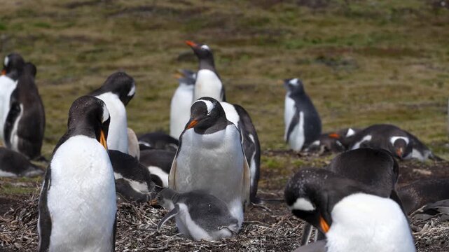 Funny Gentoo Penguin Chick Laying at Feet of Mother. Fuzzy Feathers in Colony in the Falkland Islands. Penguin Chick Poops, Sprays Guano.