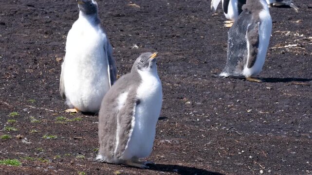 Cute Gentoo Penguin Chick Young Feathers. Another in the background Poops Guano. Close Up Full Body Standing on dirt in the Falkland Islands.
