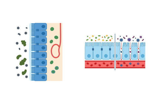 Diagram Illustrating Biological Epithelial Barrier Function and Cellular Transport Mechanisms