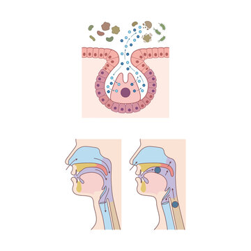 Scientific Illustration of Olfactory Sensory Cell Reception and Human Nasal Breathing Mechanics