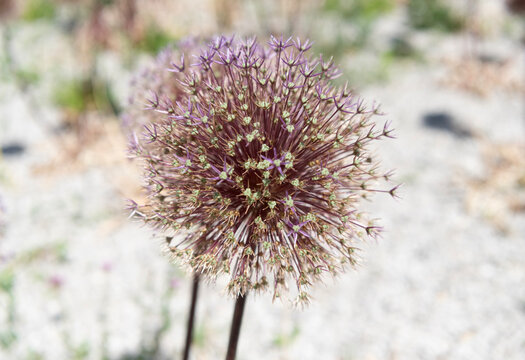 Bright blooming flower in nature, 4k. Allium flower. Flowering nature closeup. Macro of flowering allium plant. Purple exotic allium flower. Natural flower plant. Flora nature