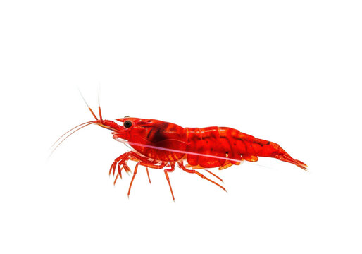 Vibrant red cherry shrimp detailed close-up aquatic pet life isolated on transparent background
