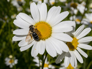 Honey bee collecting nectar on the yellow center of a white chamomile flower. © rizki.io_