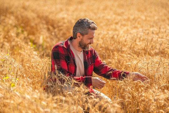 Farm man at wheat field. Crop harvest and farming lifestyle. Farmer in field. Hispanic man farmer check agriculture field harvest. Man agronomist farmer. Crop protection. Agriculture farm