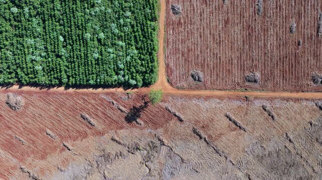 Aerial view of cleared forest land contrasting with green plantation blocks.
