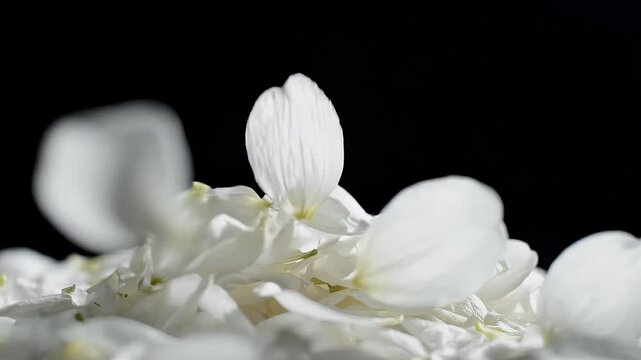 White Flower Petals Falling Down On A Heap Against A Black Background