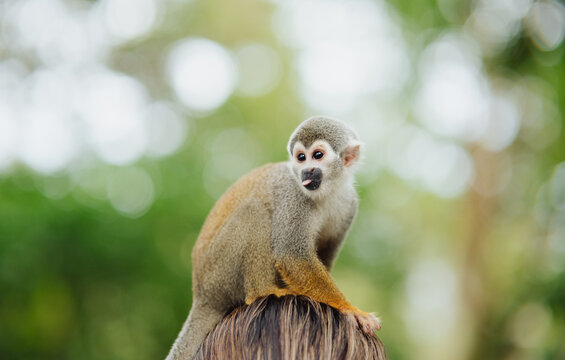 A squirrel monkey on a person's head, on a branch in the Amazon rainforest.