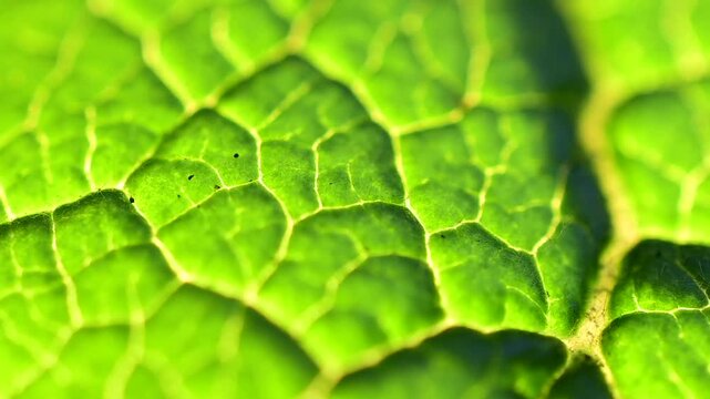 macro zoom video of  illuminated leaf shallow depth of field