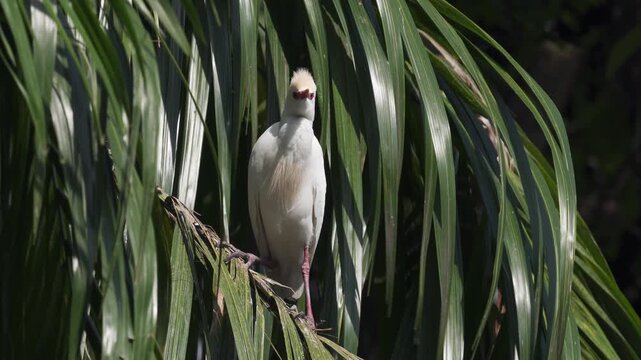 Breeding Western Cattle Egret (Ardea ibis) Looking at Camera and Raising Crest Medium Shot 4K