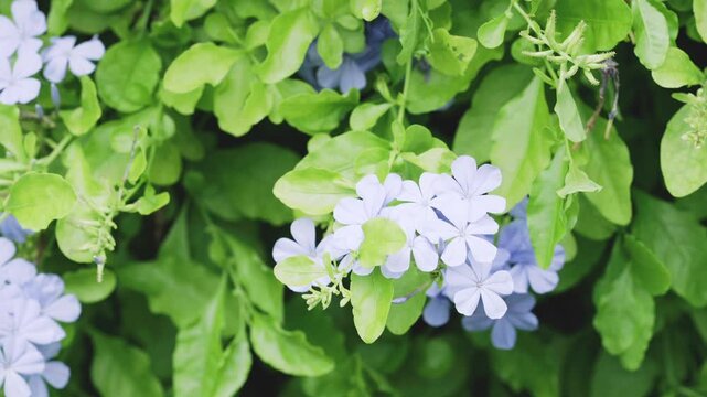 blue flowers in garden
