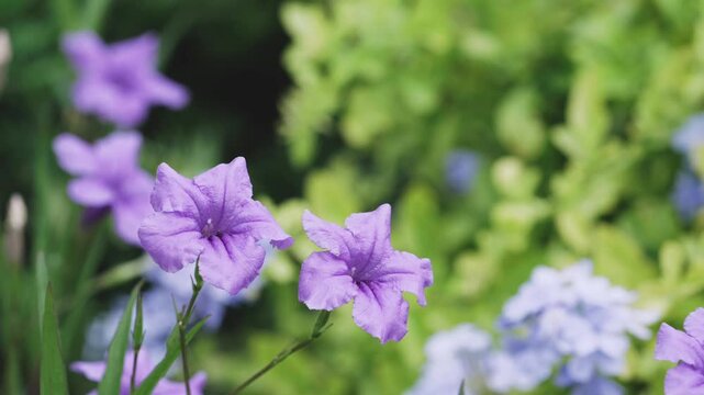 purple flowers in garden