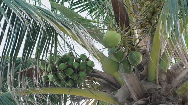 coconuts in a palm tree
