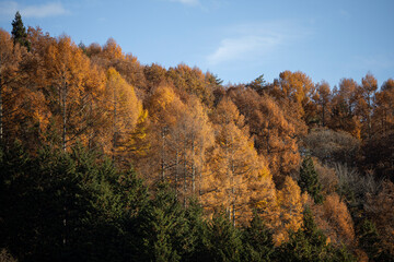 Fototapeta premium 秋の青空と紅葉