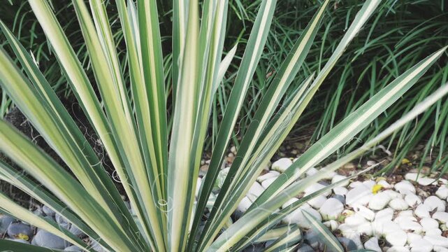 bush in garden