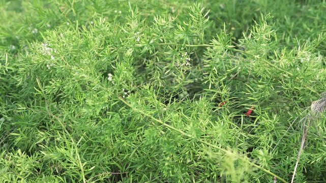 close up of Common asparagus fern