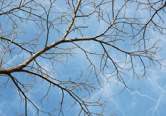Obraz premium Bare tree branches against a bright blue sky with wispy clouds background