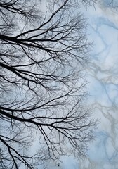 Obraz premium Bare tree branches against a cloudy sky background in vertical composition