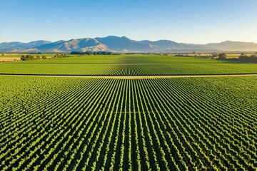Obraz premium Aerial view of green vineyard rows in New Zealand valley. Endless grape plants stretch across rural farm land toward distant mountains. Sunset light illuminates agriculture fields. Nature landscape