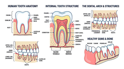 Human Tooth Anatomy Diagram: Cross-section, Dental Arch, Gums © Erlin