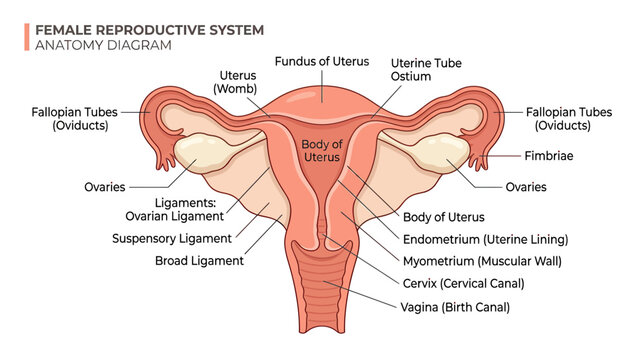 Female Reproductive System Anatomy Diagram: Uterus, Ovaries, Fallopian Tubes