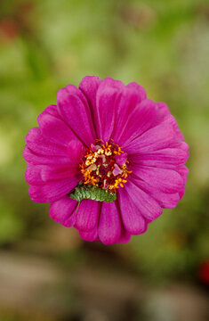Zinna with Hornworm 