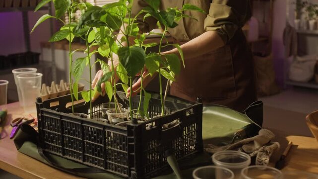 Midsection shot of unrecognizable woman placing plastic crate with green seedlings on table and arranging plants. For home gardening, sustainability, and eco-friendly lifestyle commercials