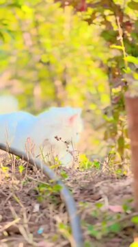 White cat with blue and amber eyes playing in a park