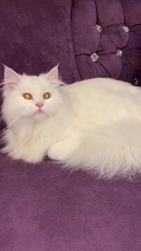 White Persian cat resting on a purple velvet couch
