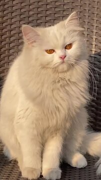 Elegant white cat looking around while resting on a patio chair in daylight