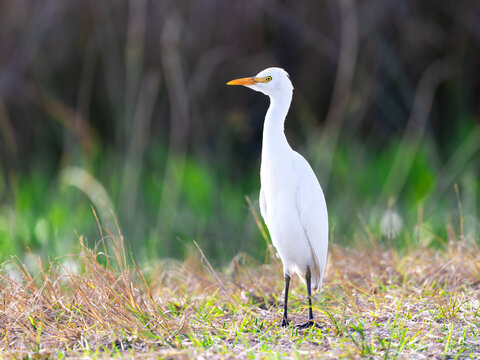 Great egret juvenile standing in the grass