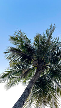 Coconut palm tree viewed from below against a clear blue sky