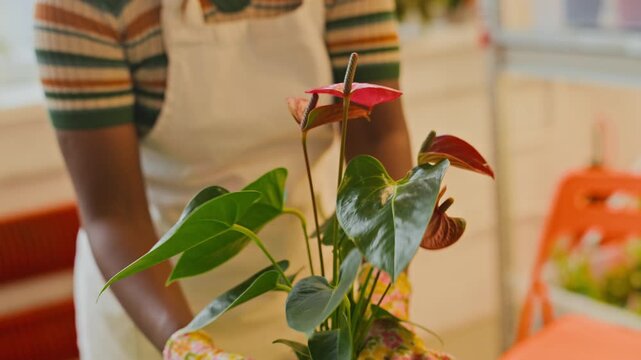 African American young adult florist repotting anthurium plant in pot inside greenhouse. Video suitable for small business promotion, gardening workshops, and eco-friendly lifestyle campaigns