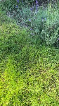 PNW Gardener snake in grass and lavender