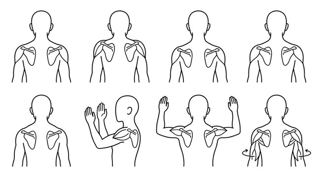 Set of anatomical illustrations showing shoulder joint movement and rotation, human arm poses with skeletal detail, medical and physiotherapy