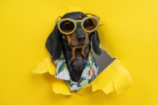 Black dachshund dog in retro sunglasses and hawaiian shirt breaking through torn yellow paper hole, cool pet peeking through bright background, summer beach vacation concept for banner
