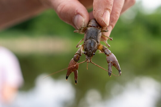 Close-up of a hand holding a live freshwater crayfish over a blurred natural background.