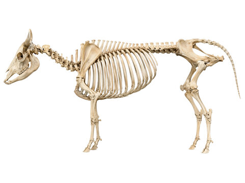 Equine Skeleton for Educational Anatomy Study Isolated on Background