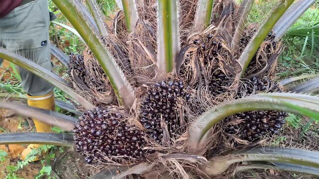 A worker in yellow boots standing next to an oil palm tree filled with heavy, ripe fruit bunches ready to be harvested in a tropical estate.