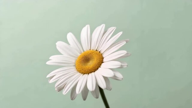 白いデイジーをミント色背景で爽やかに捉えたミニマルマクロ写真