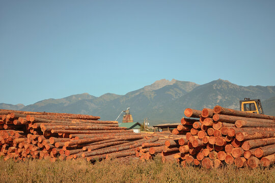 Stacked logs at a lumberyard with mountains in the background