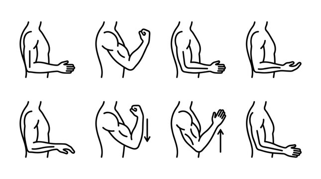 sequence of arm muscle flexion and extension exercises, showing biceps and triceps engagement, isolated on a white background, ideal for fitness and