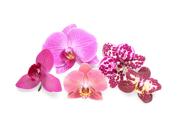 Fototapeta premium Assortment of colorful orchid flowers in various shades of pink and purple, isolated on a clean white background, the tropical blooms showcase delicate petals and intricate patterns