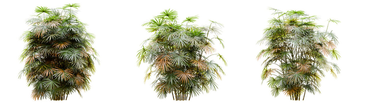 Rhapis excelsa lady palms tropical plants isolated on transparent background 3d rendering png