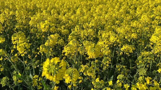 Yellow Colza Canola field (Turkish: Kanola) at autumn in the nature. (4K video)