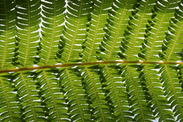 Macro shot of fresh green fern frond showcasing detailed veins, symmetrical patterns, and natural leaf shadows underneath. © AgungMuhammad