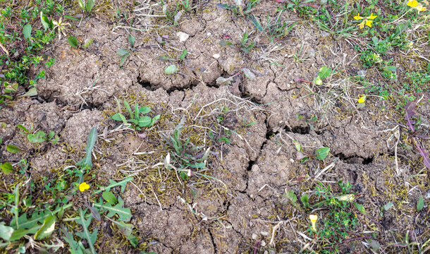 Cracked dry soil with weeds and wildflowers, drought and heatwave texture