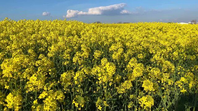 Yellow Colza Canola field (Turkish: Kanola) at autumn in the nature. (4K video)