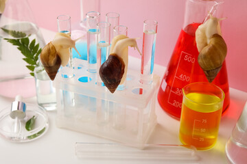 Laboratory glassware of colorful samples and Achatina snails on white table near pink wall © Pixel-Shot