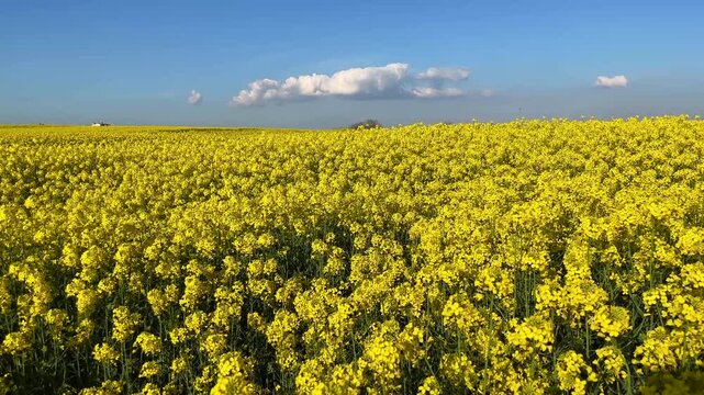 Yellow Colza Canola field (Turkish: Kanola) at autumn in the nature. (4K video)