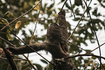 Sloth Climbing © Aadarsh